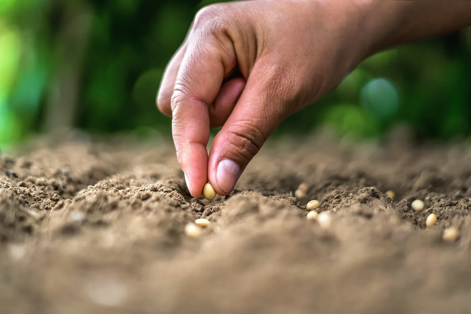 Création de potager sur-mesure à domicile