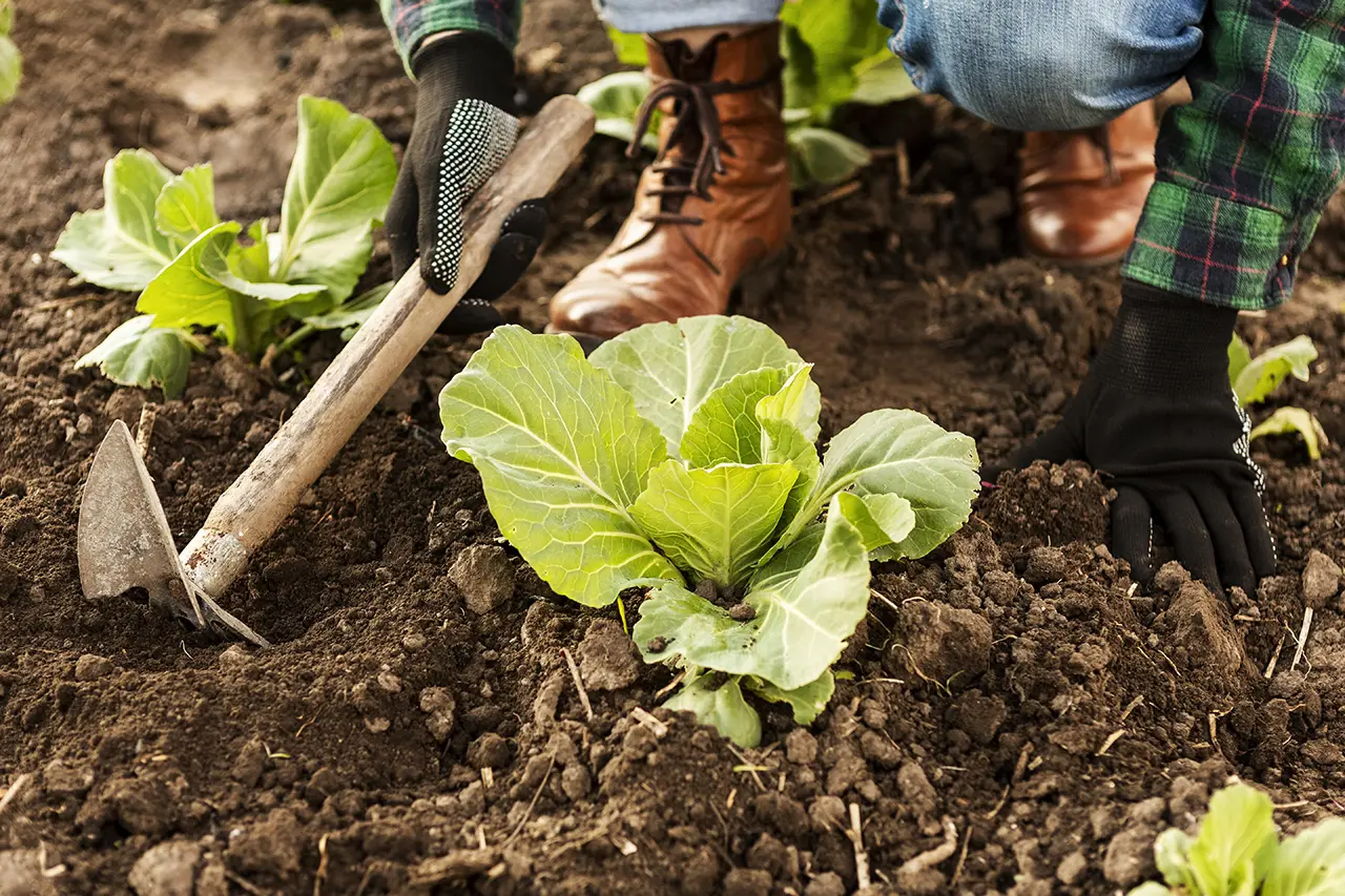 Réalisation de potager dans le Val d'Oise et l'Oise