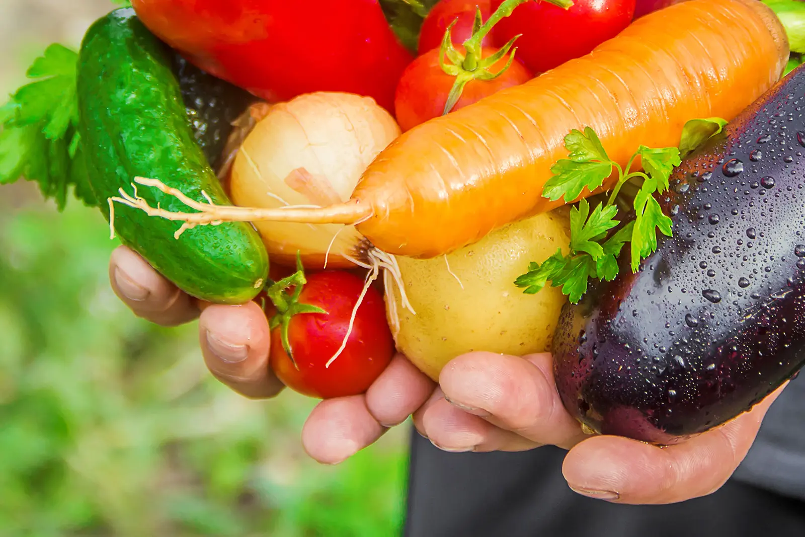 Réalisation de potager dans le Val d'Oise et l'Oise