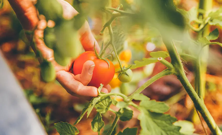 Réalisation de potager dans le Val d'Oise et l'Oise